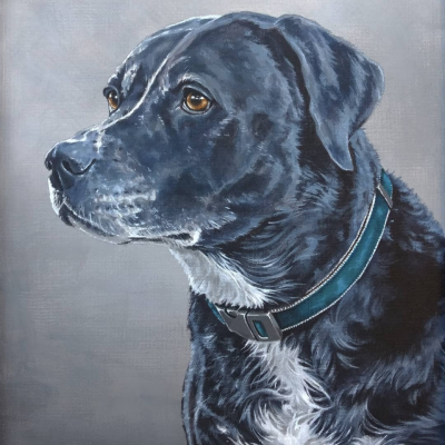 Dog portrait